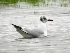 Chroicocephalus ridibundus