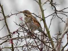 Turdus iliacus