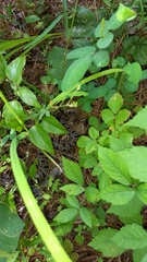 Sistrurus miliarius streckeri