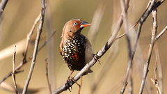 Emblema pictum