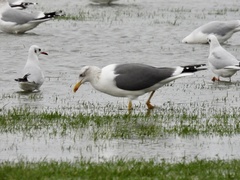 Larus fuscus