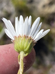 Osmitopsis glabra