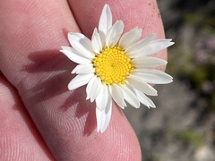 Osmitopsis glabra