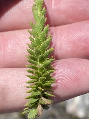 Osmitopsis glabra
