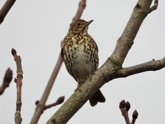 Turdus philomelos