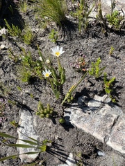 Osmitopsis glabra