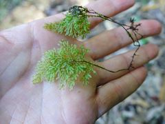 Hymenophyllum flexuosum