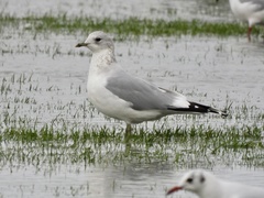 Larus canus