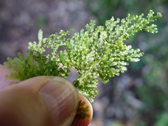 Hymenophyllum flexuosum