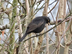 Turdus merula