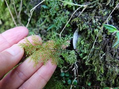 Hymenophyllum flexuosum