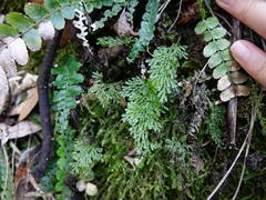 Hymenophyllum flexuosum