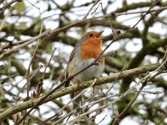 Erithacus rubecula