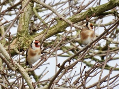 Carduelis carduelis