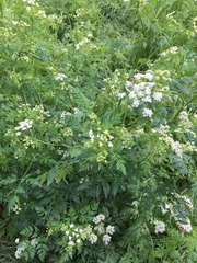 Anthriscus sylvestris