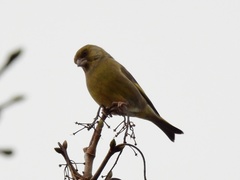 Chloris chloris