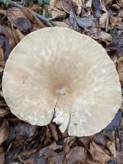 Fungi