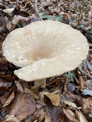 Fungi