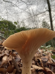 Fungi