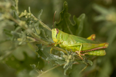 Heteracris pterosticha