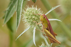 Chorthippus dichrous