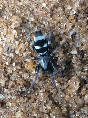 Latonigena