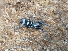 Latonigena