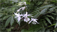 Calanthe arisanensis