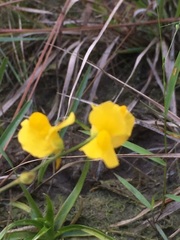 Utricularia juncea