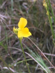 Utricularia juncea