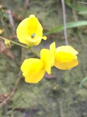 Utricularia juncea