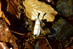 Cyana subalba