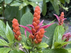Aphelandra sinclairiana