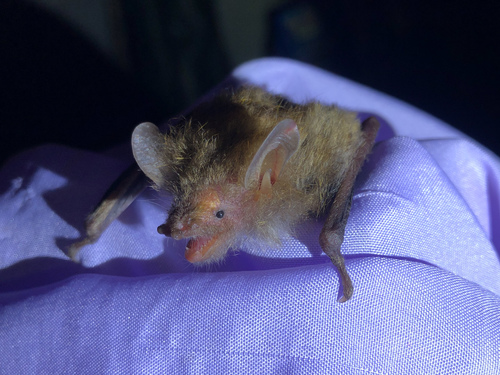 Dun Tube-nosed Bat