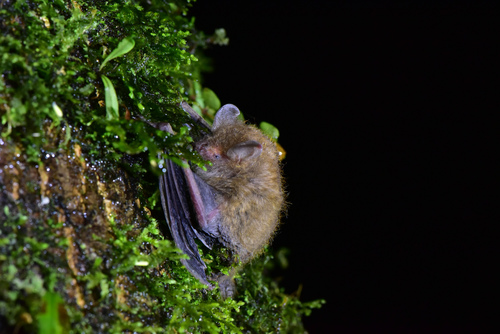 Faint-colored Tube-nosed Bat (Murina recondita) — Least Concern Mammalia