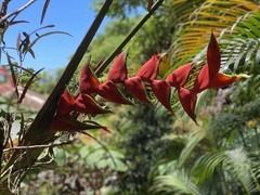 Heliconia bihai
