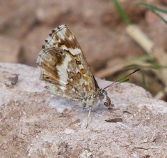Aricoris signata