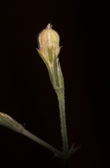 Dicliptera paniculata