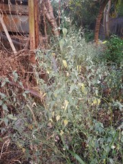 Dicliptera paniculata