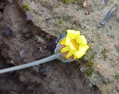 Othonna multicaulis