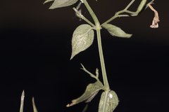 Dicliptera paniculata