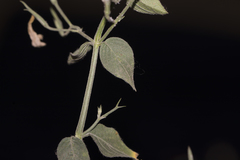 Dicliptera paniculata