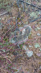 Othonna multicaulis