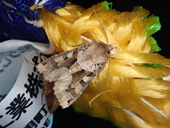 Clavipalpula aurariae