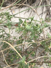 Oenothera humifusa