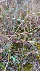 Othonna multicaulis