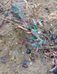Othonna multicaulis