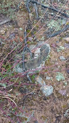 Othonna multicaulis