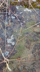 Othonna multicaulis