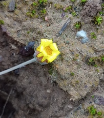 Othonna multicaulis